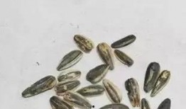 热门大瓜子,零食界的明星产品